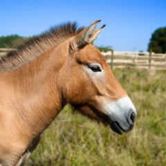 Zu sehen sind die Babenhäuser Przewalski Pferde.