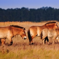 Zu sehen sind die Babenhäuser Przewalski Pferde.