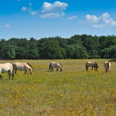 Zu sehen sind die Babenhäuser Przewalski Pferde.