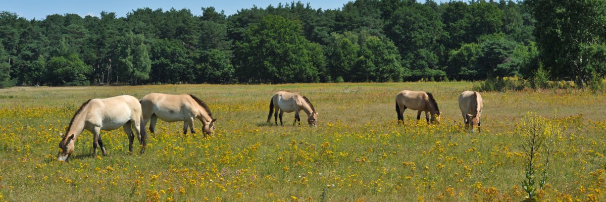 Bild von Przewalski Pferden