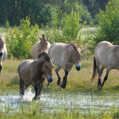 Zu sehen sind die Babenhäuser Przewalski Pferde